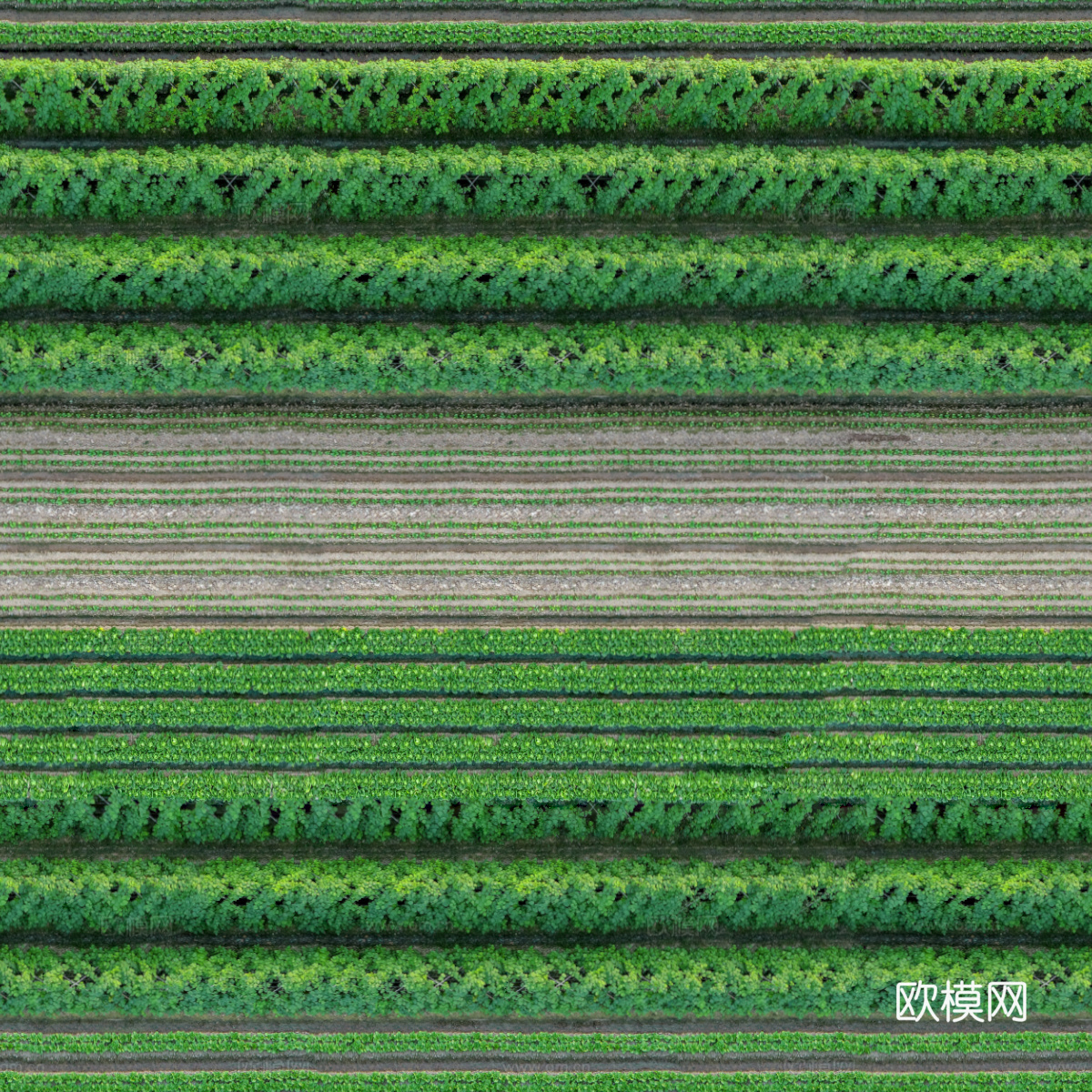 菜地农田农作物俯视图32下载