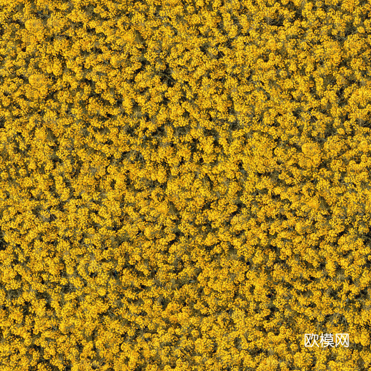 农田油菜花田237下载