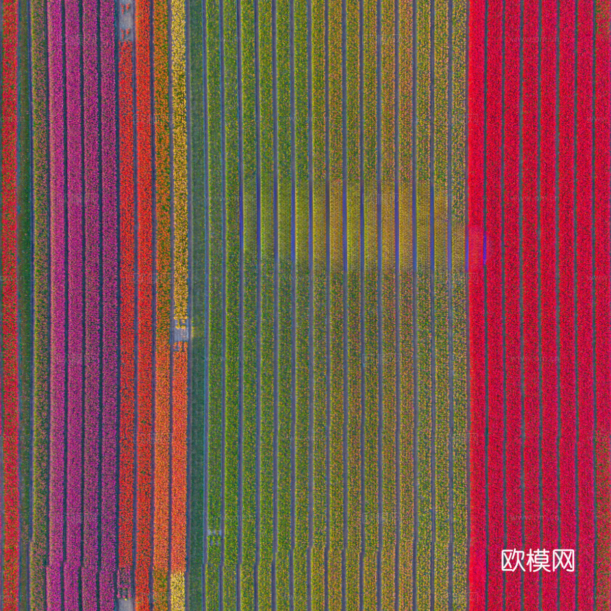 花田花海75下载