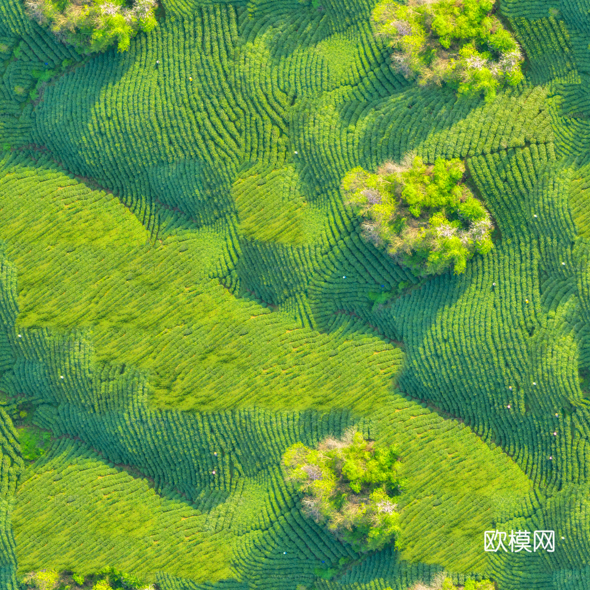 满山茶园茶山茶树俯视图35下载