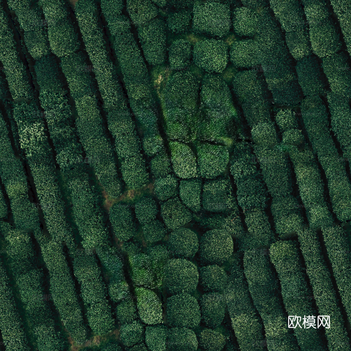 满山茶园茶山茶树俯视图115下载