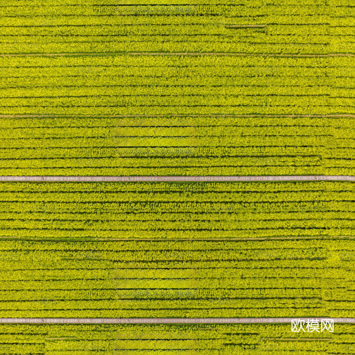 农田油菜花田32下载