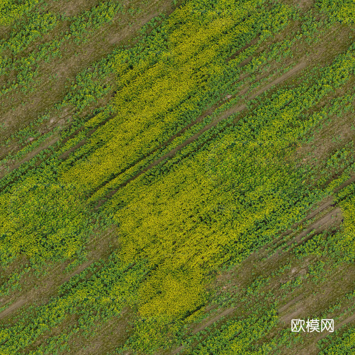 农田油菜花田192