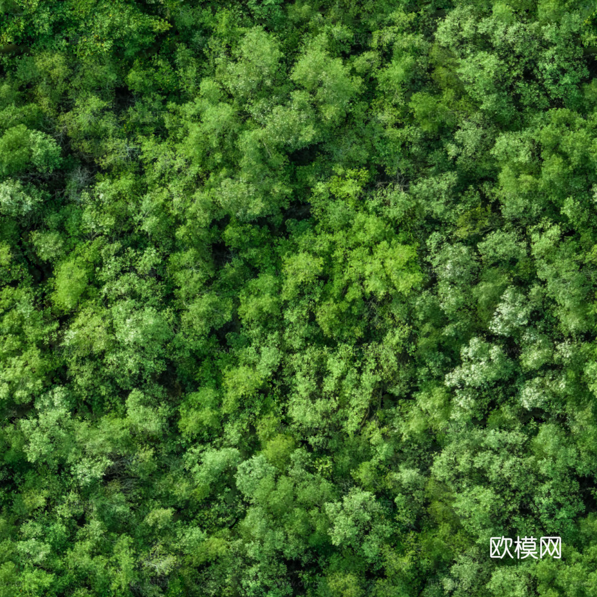 森林树林俯视图117