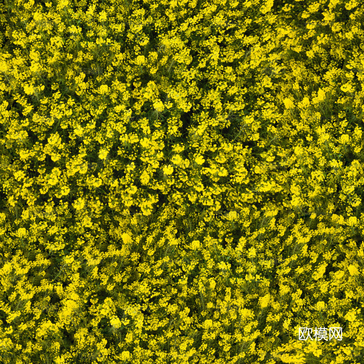 农田油菜花田201下载