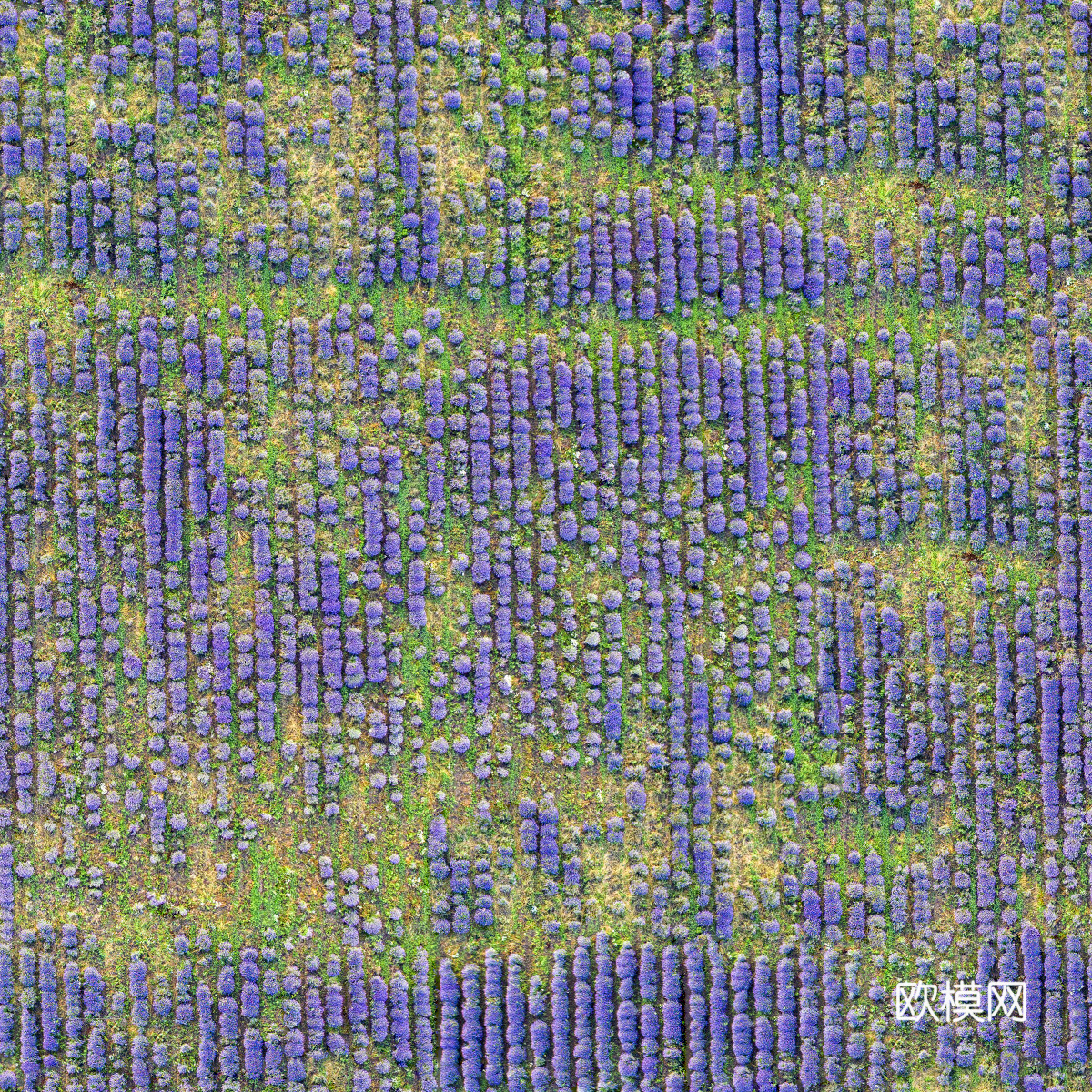 花田花海60下载