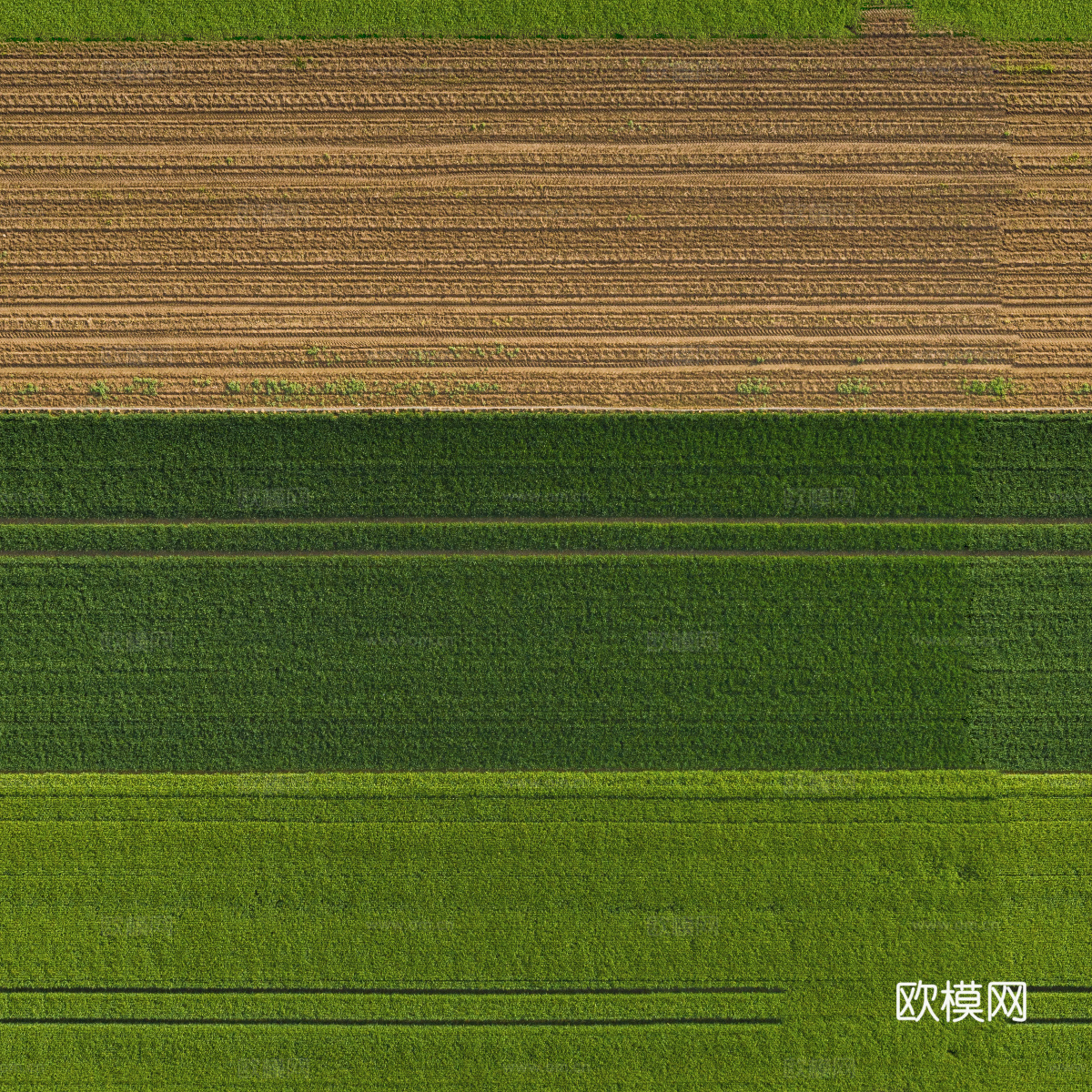 菜地农田农作物俯视图76下载