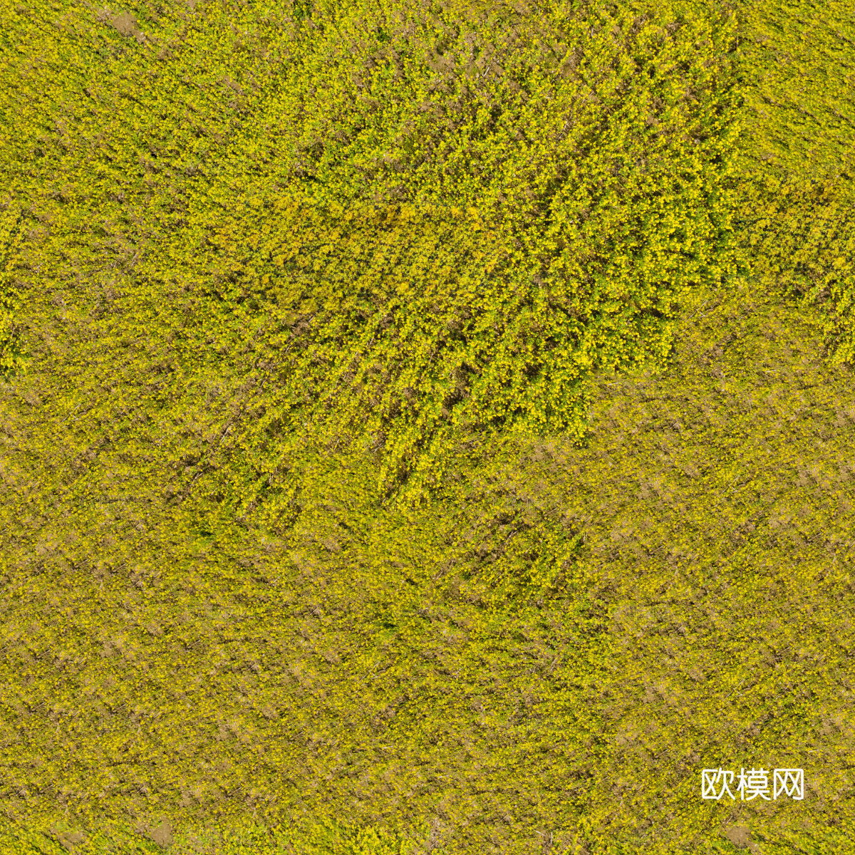 农田油菜花田180下载