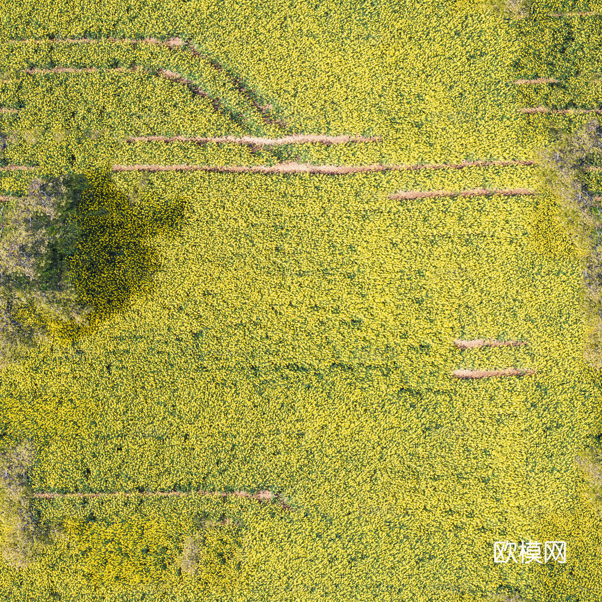农田油菜花田131下载