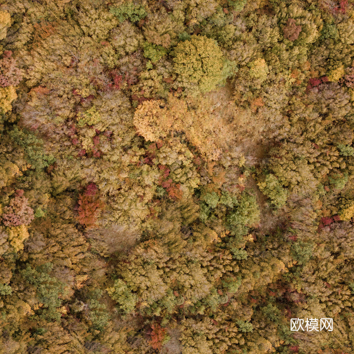 秋天色彩丰富的树林森林俯视图75