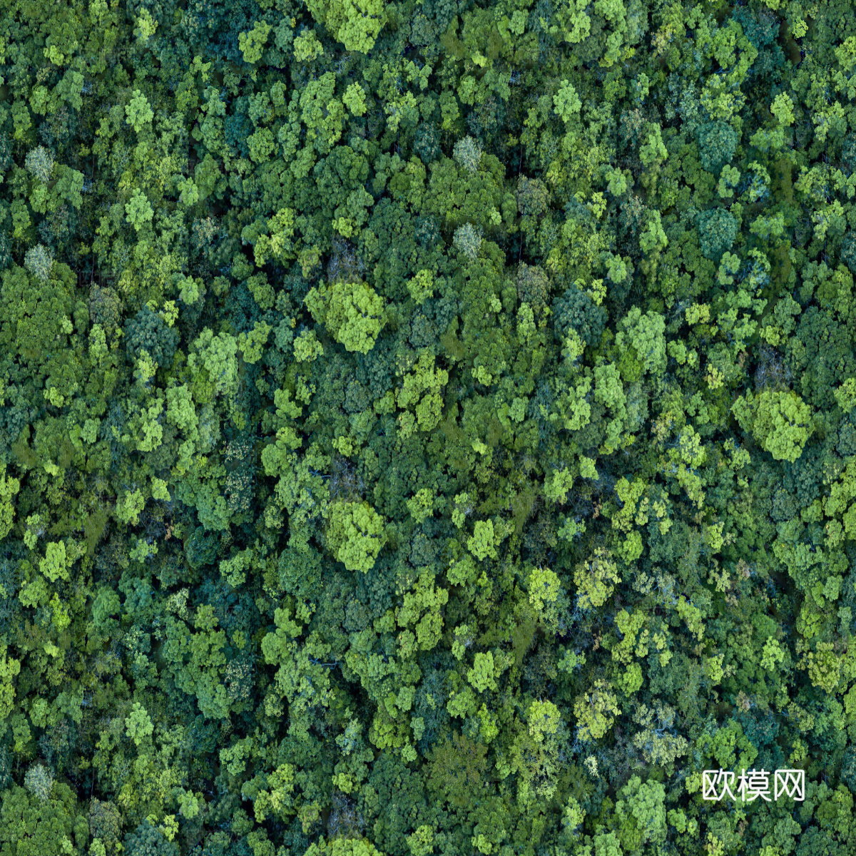 森林树林俯视图41下载