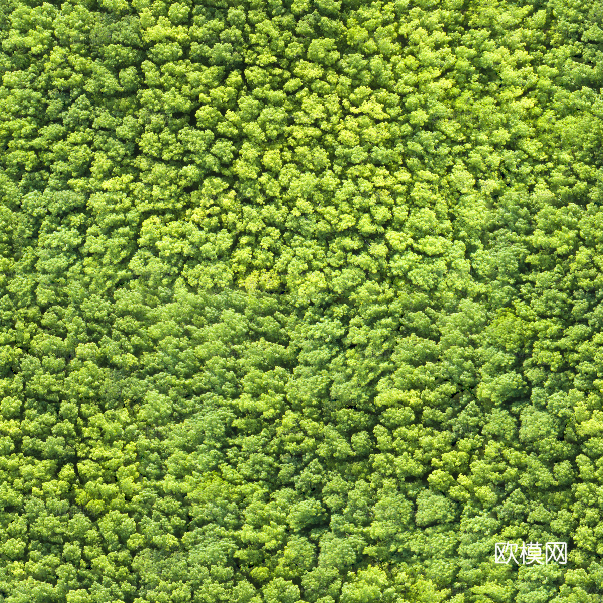 森林树林俯视图2
