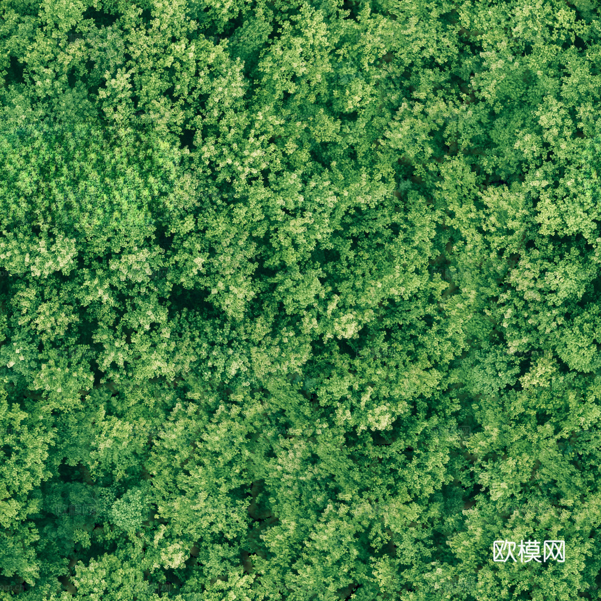 森林树林俯视图107
