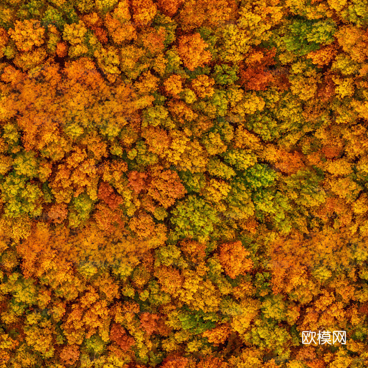 秋天色彩丰富的树林森林俯视图27