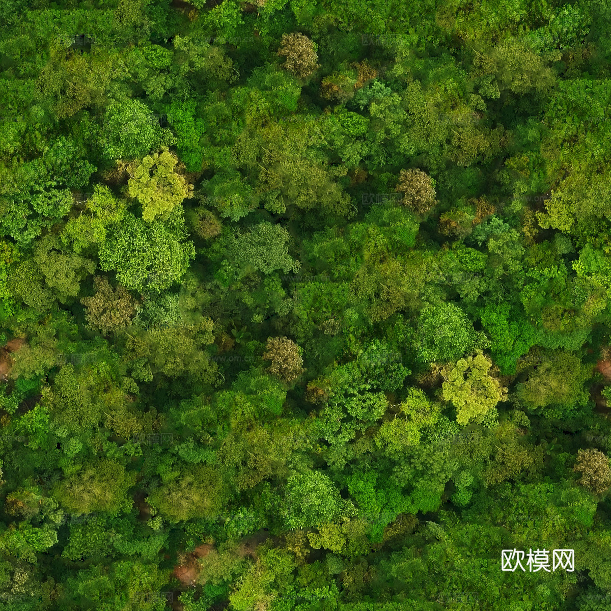 森林树林俯视图103