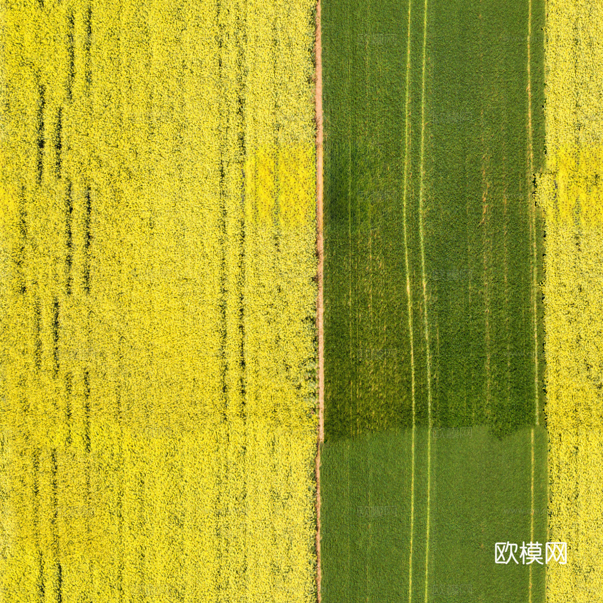 农田油菜花田28下载