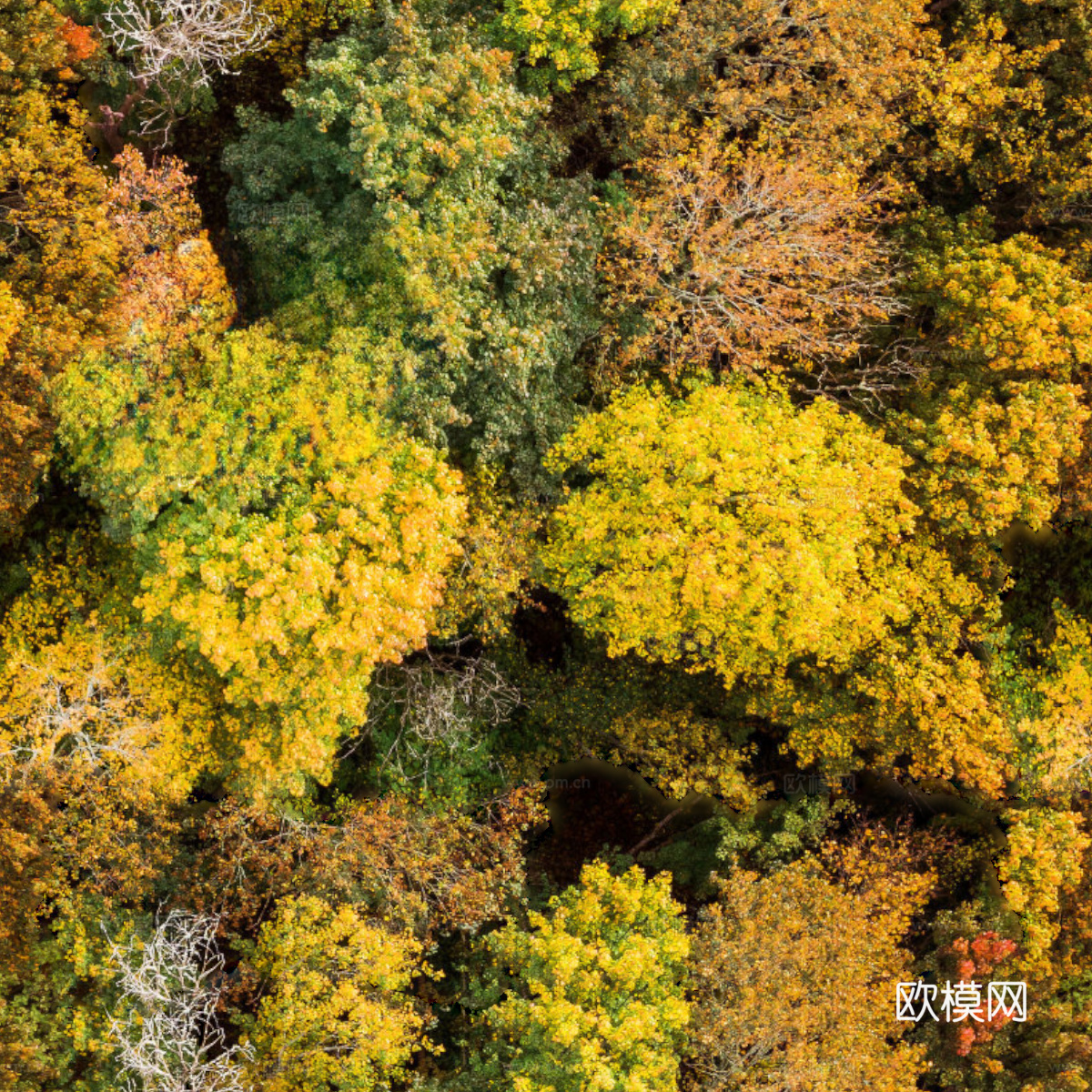 秋天色彩丰富的树林森林俯视图17下载