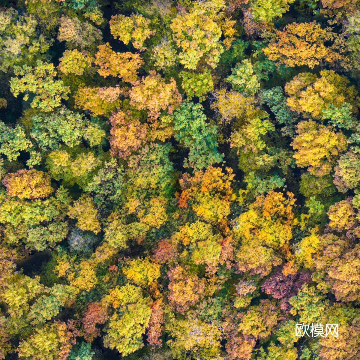 秋天色彩丰富的树林森林俯视图41