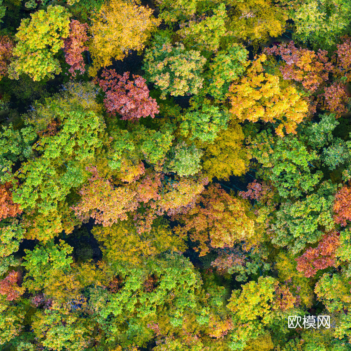秋天色彩丰富的树林森林俯视图35