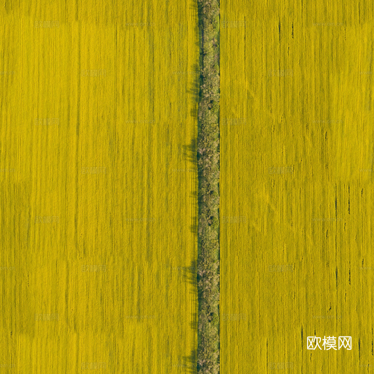 农田油菜花田106下载