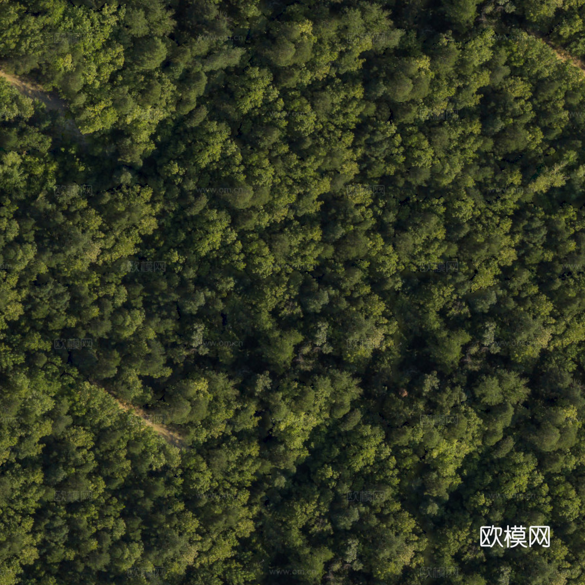 森林树林俯视图43下载