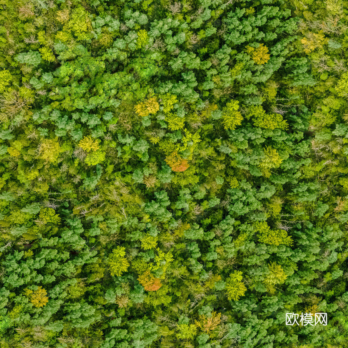 森林树林俯视图102