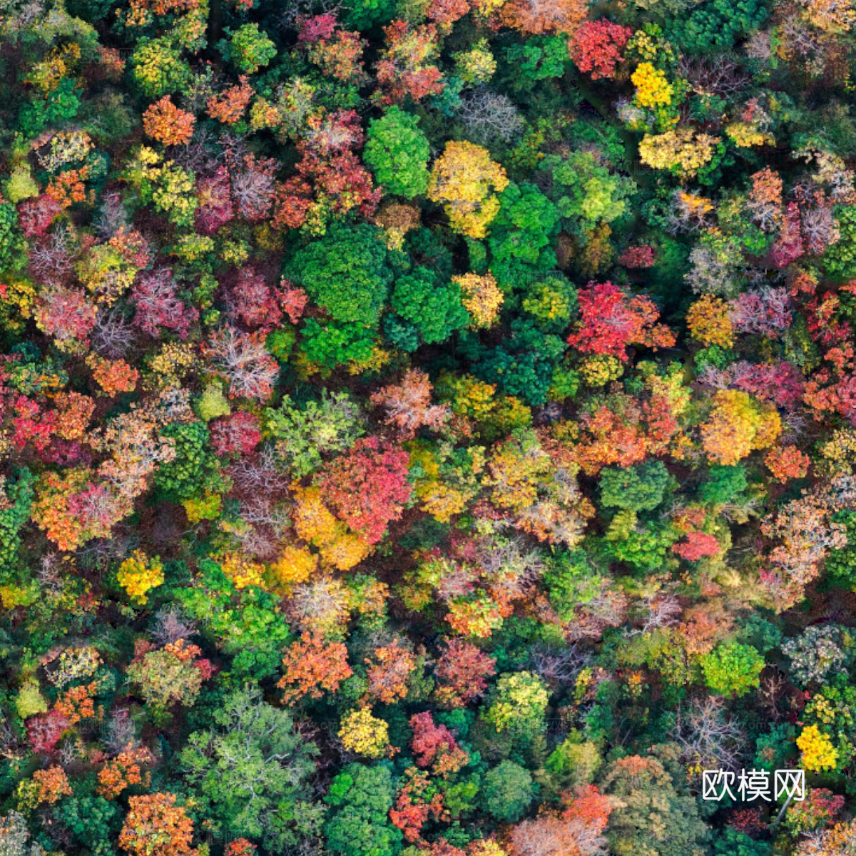 秋天色彩丰富的树林森林俯视图84