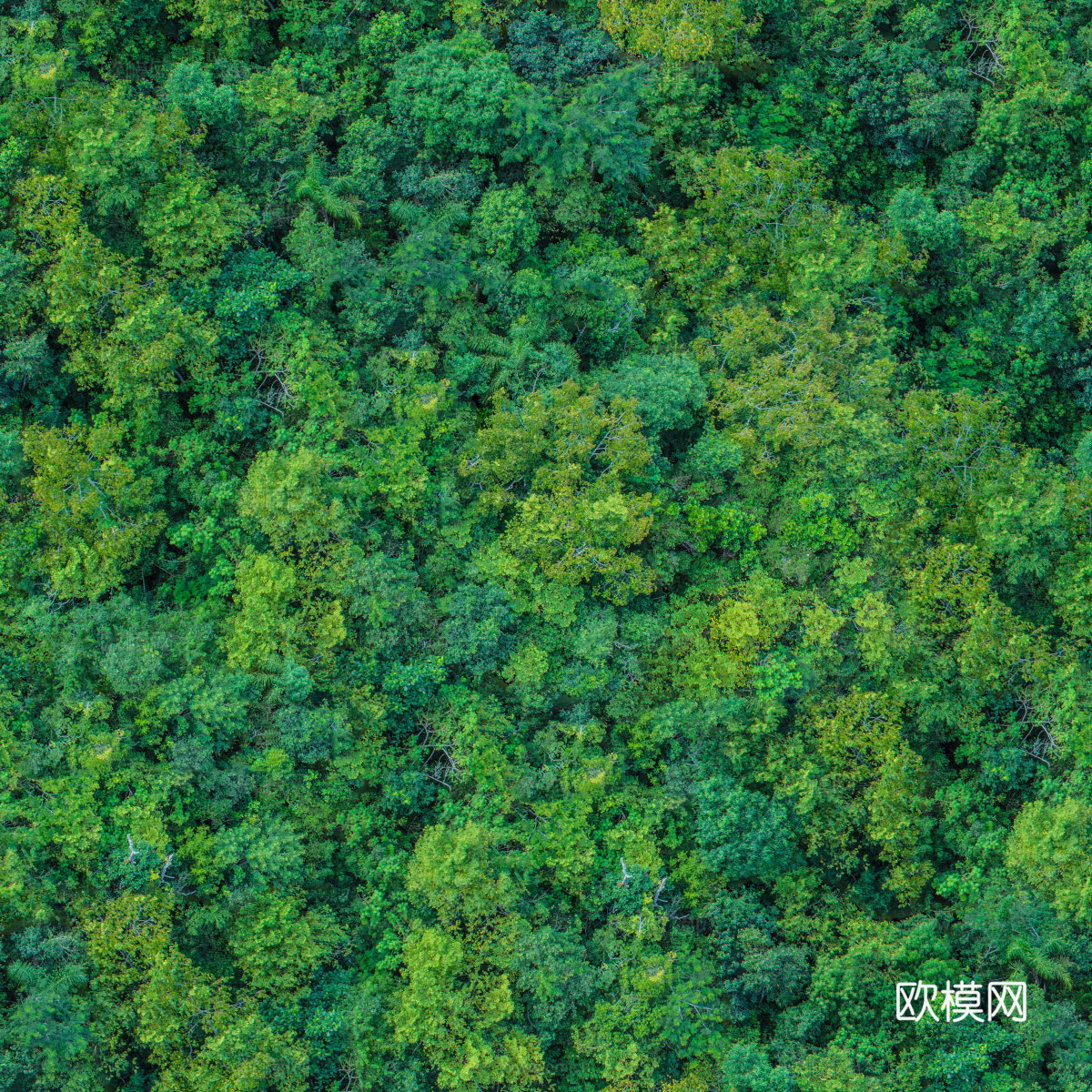 森林树林俯视图23下载