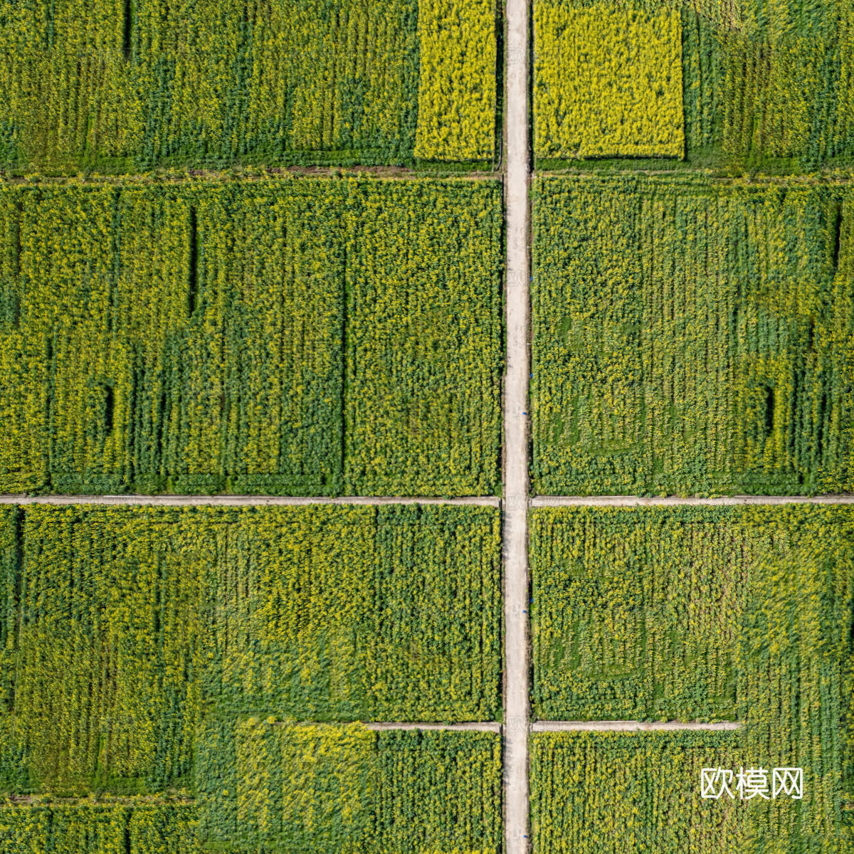 农田油菜花田123下载