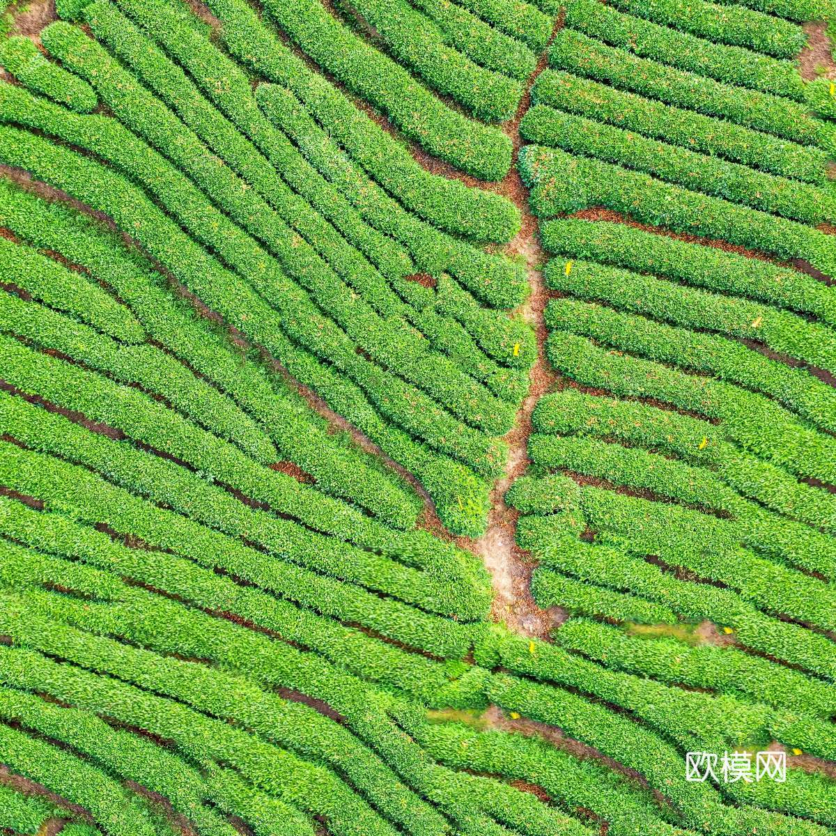 满山茶园茶山茶树俯视图149下载