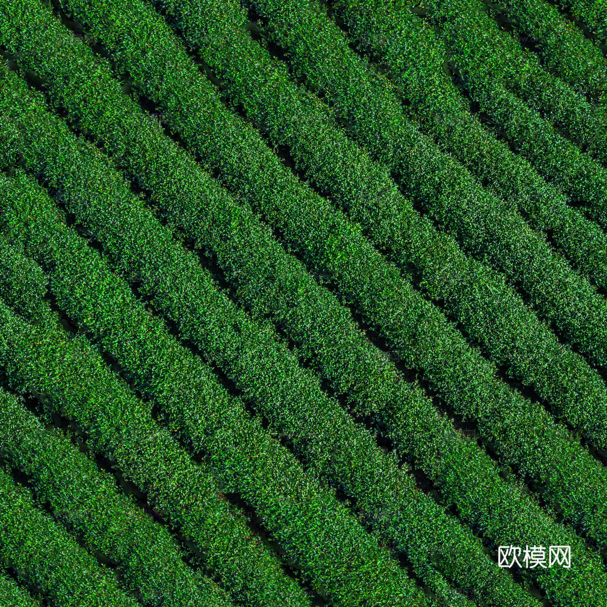 满山茶园茶山茶树俯视图30下载