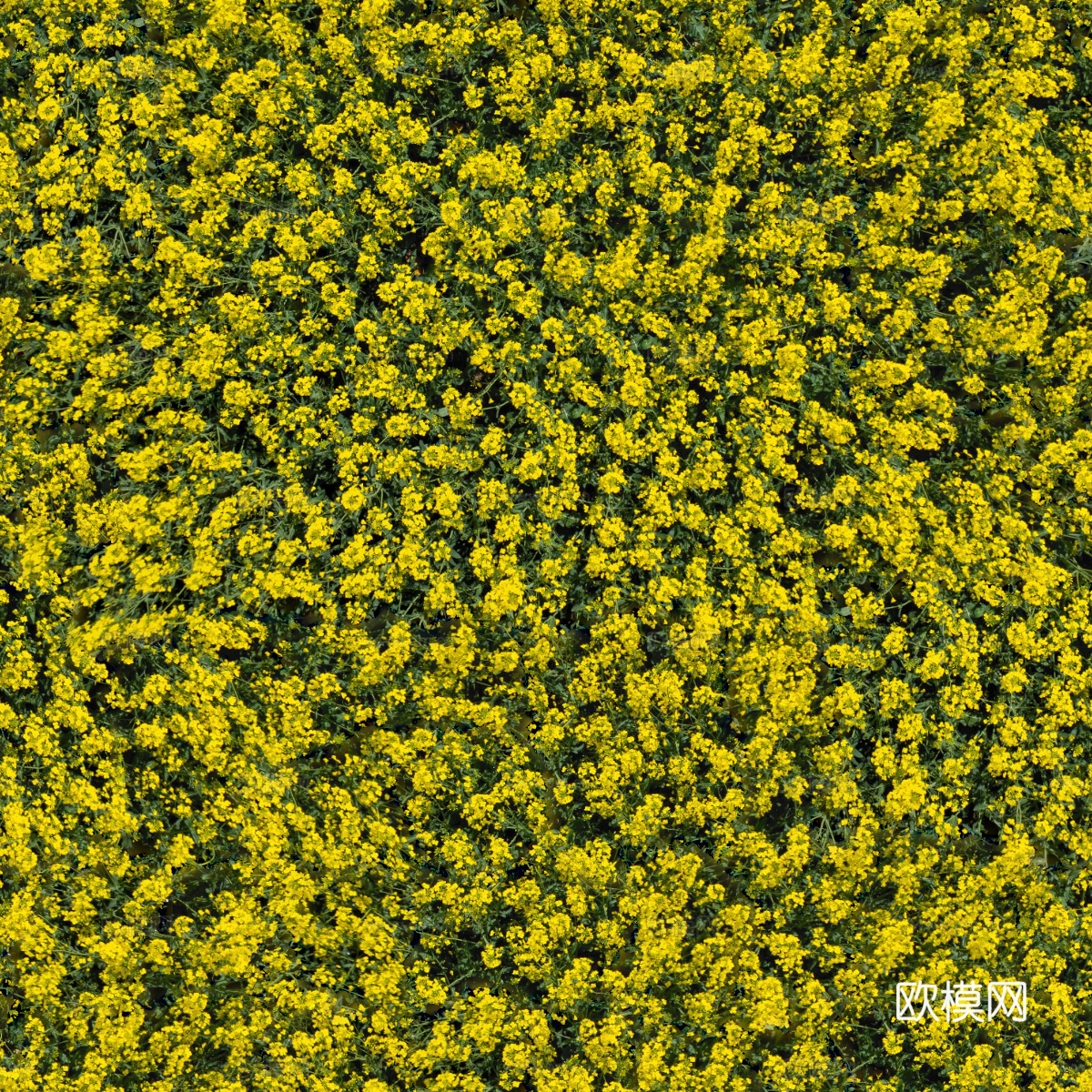 农田油菜花田234下载