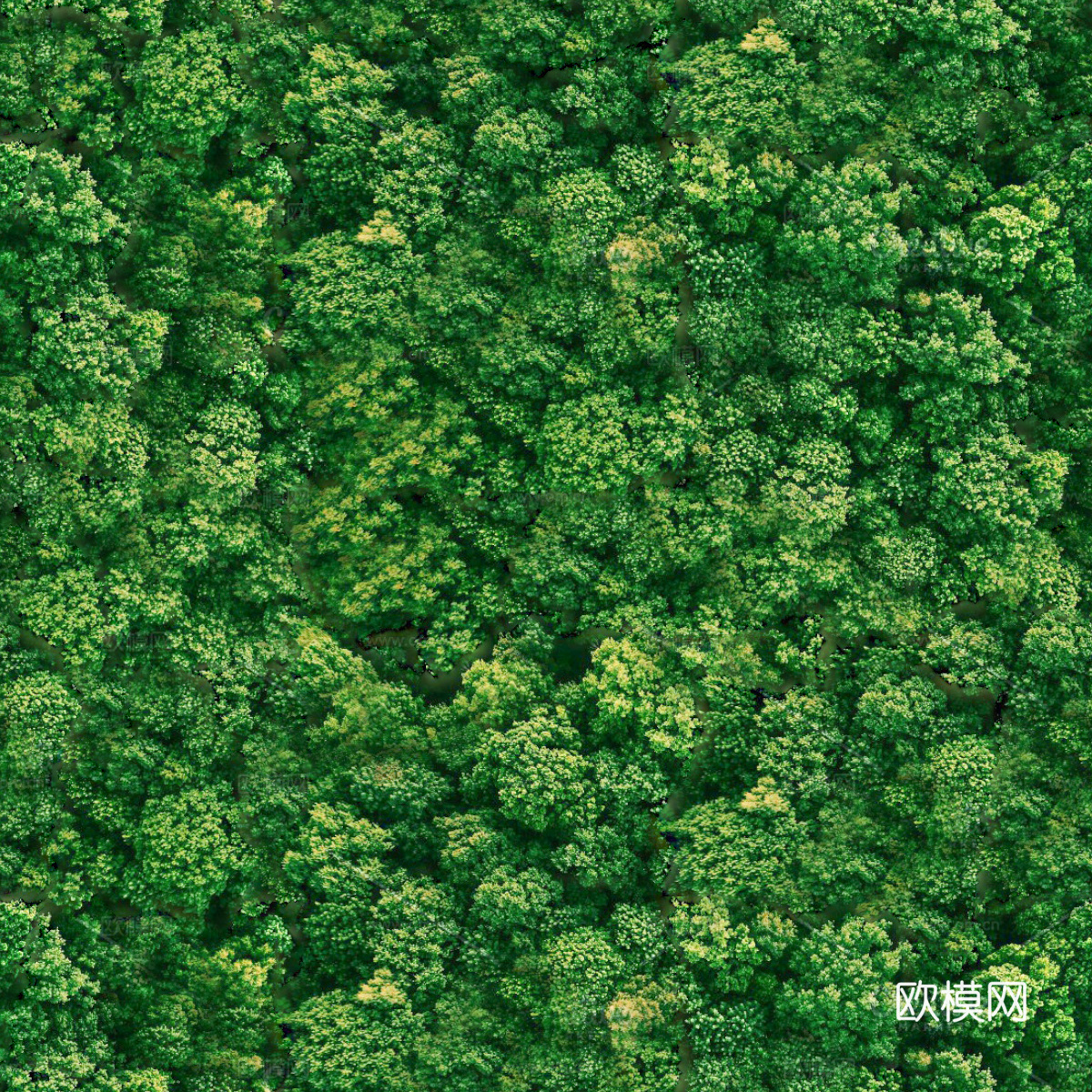 森林树林俯视图128