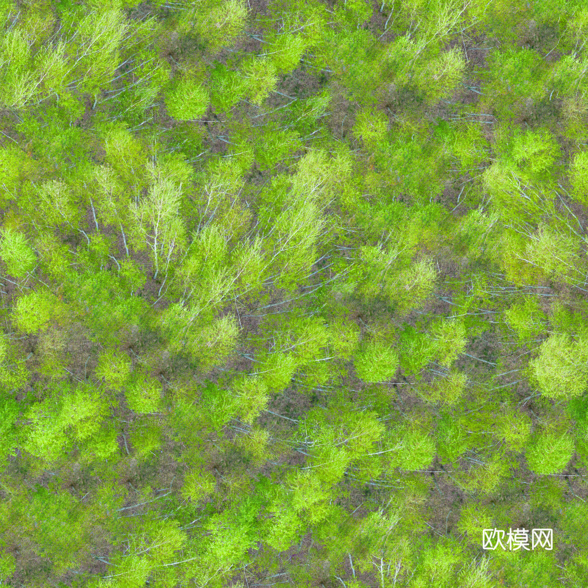 森林树林俯视图73