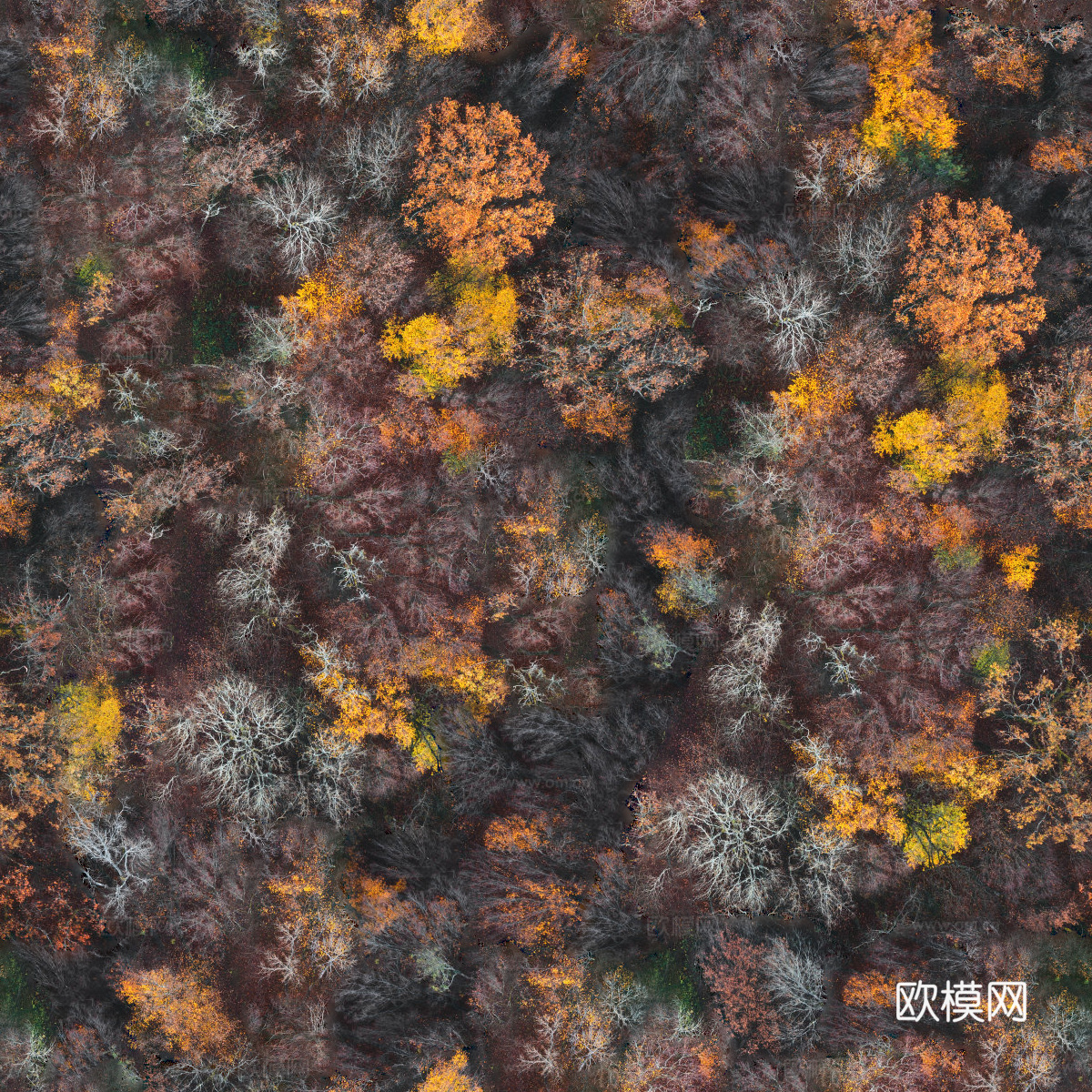 秋天色彩丰富的树林森林俯视图78