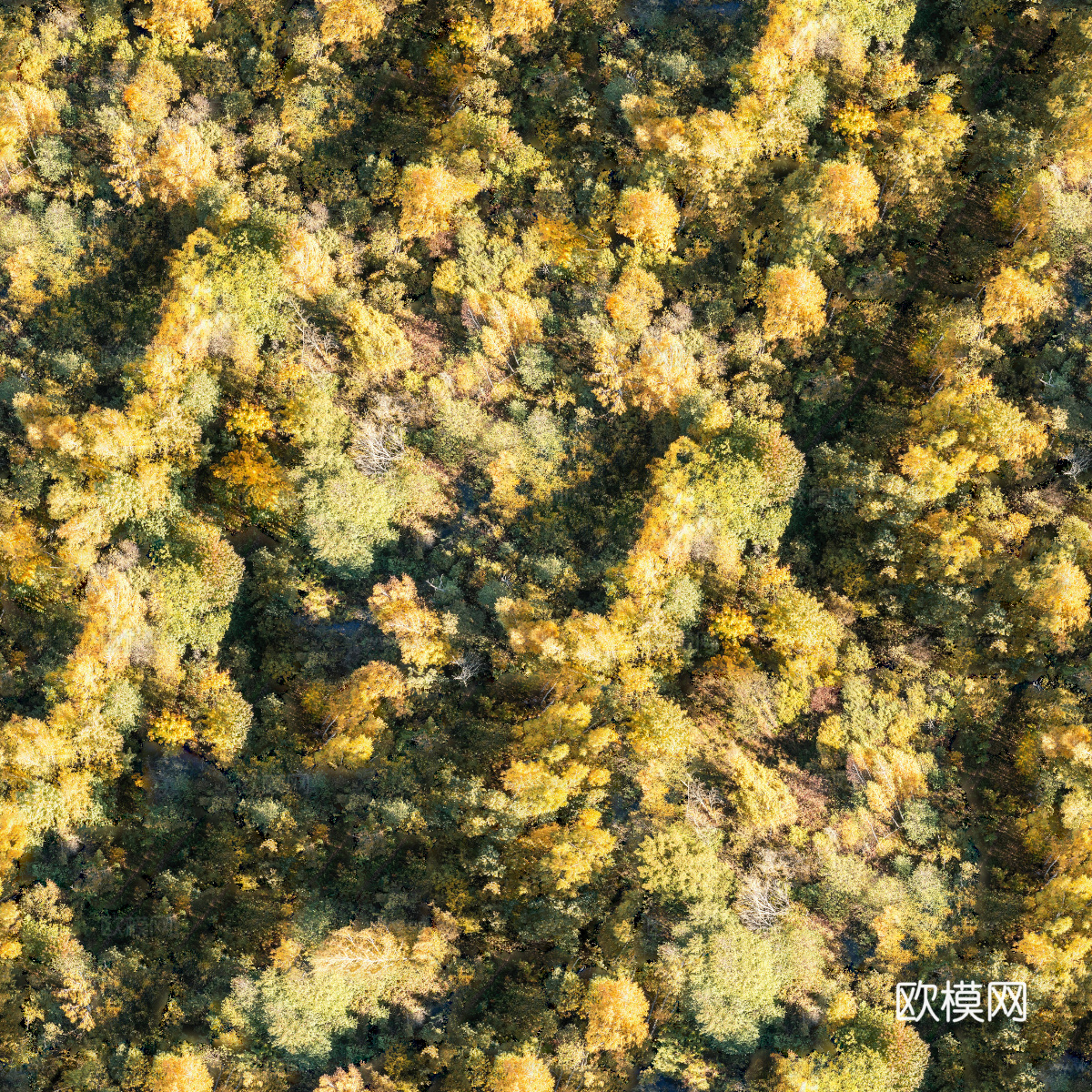 秋天色彩丰富的树林森林俯视图83下载