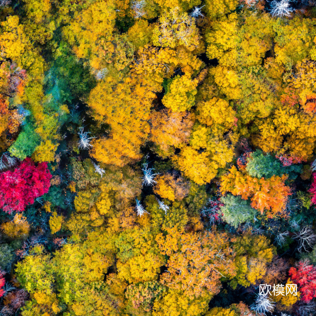 秋天色彩丰富的树林森林俯视图71