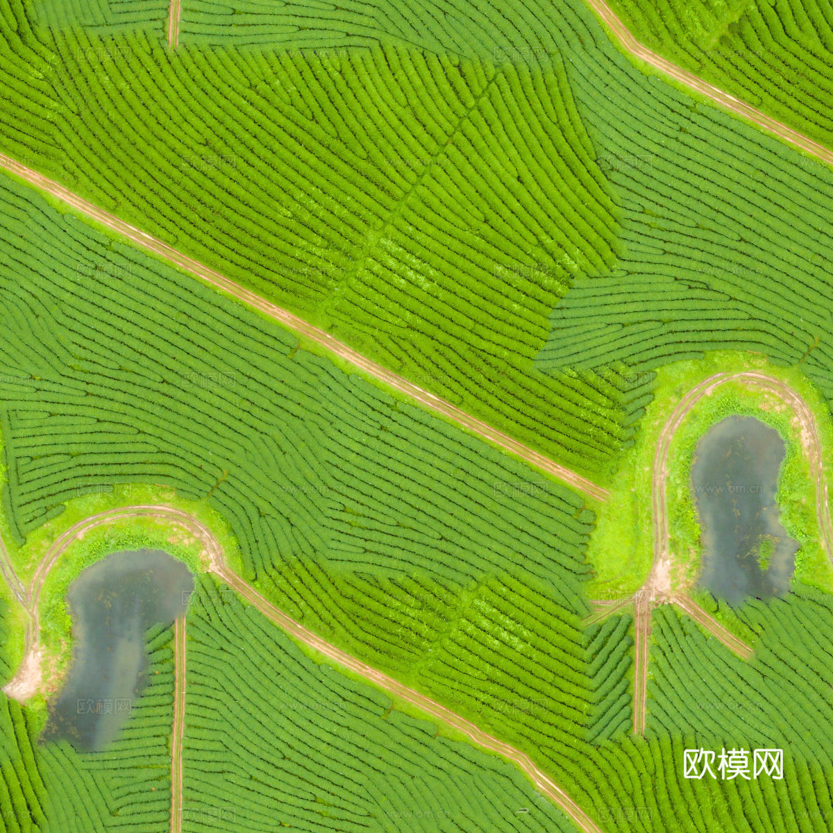 满山茶园茶山茶树俯视图20下载