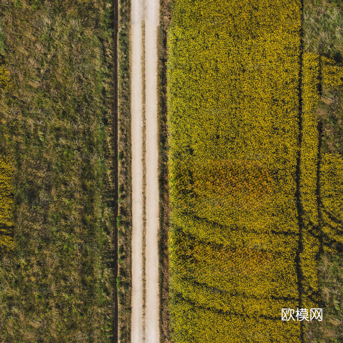 农田油菜花田95