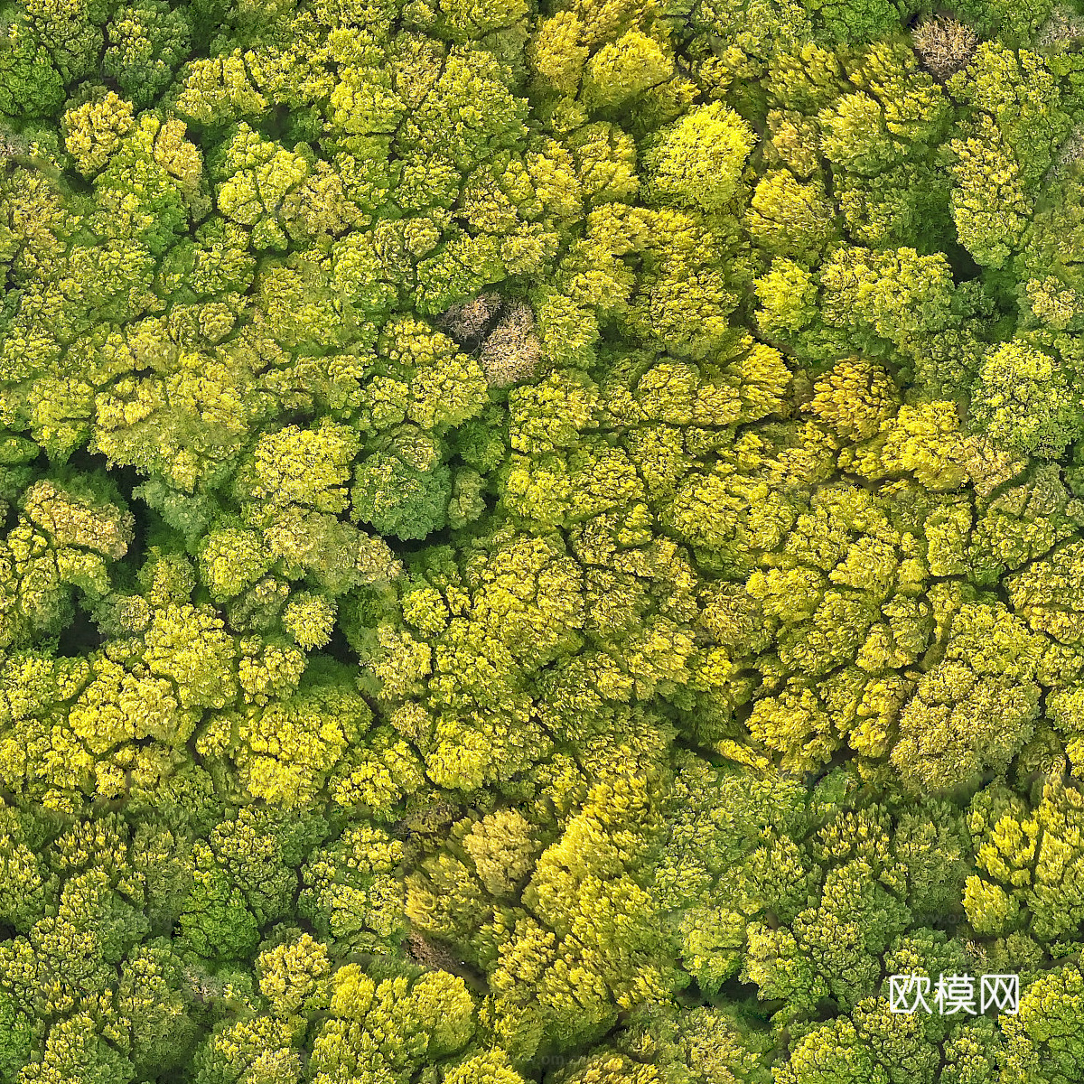 森林树林俯视图71