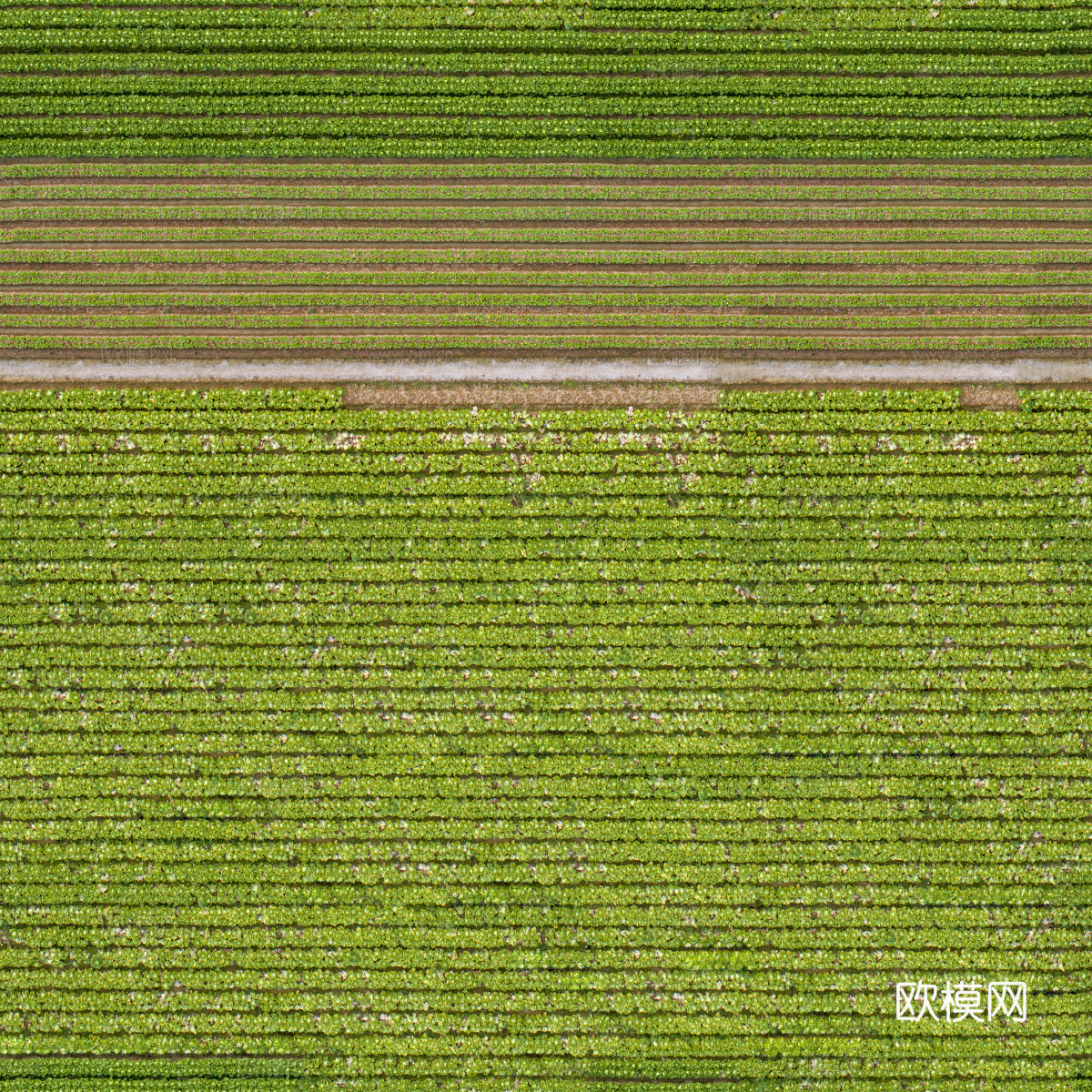 菜地农田农作物俯视图22下载
