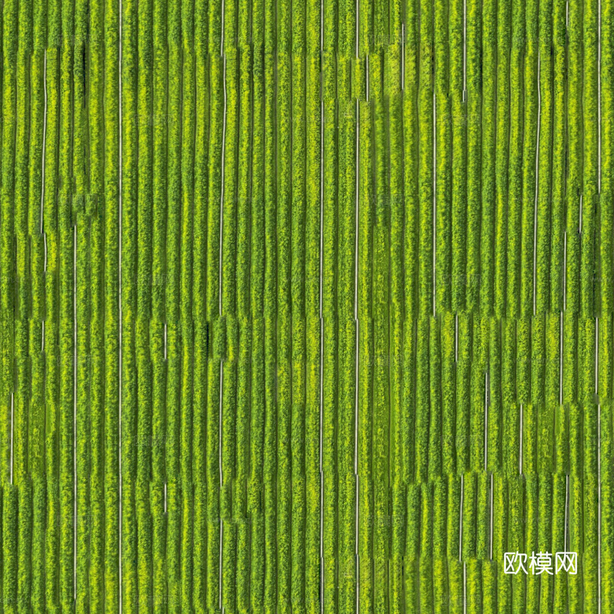 农田油菜花田133