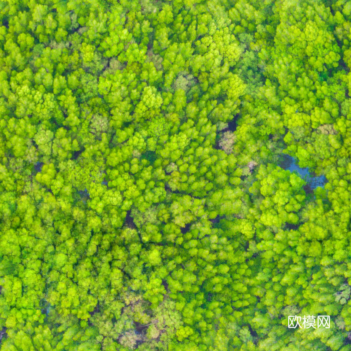 森林树林俯视图54
