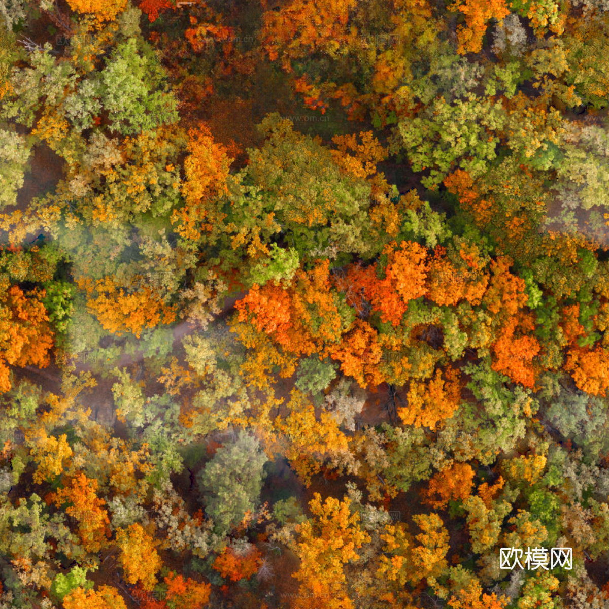 秋天色彩丰富的树林森林俯视图30