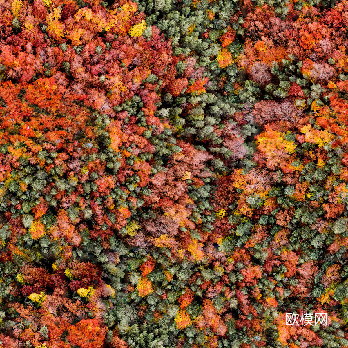 秋天色彩丰富的树林森林俯视图69下载