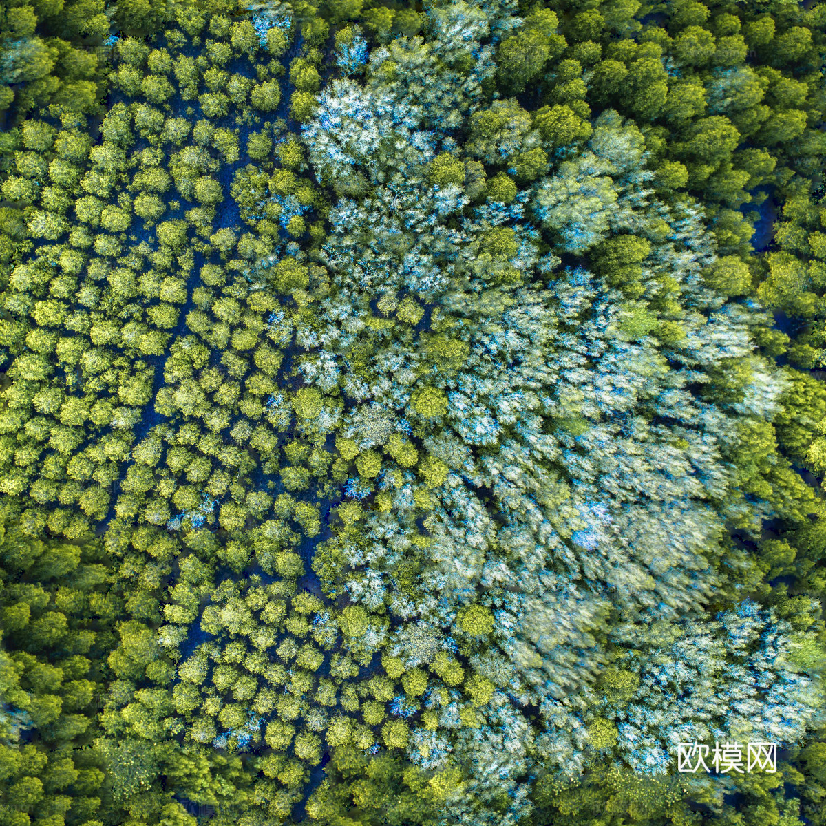 森林树林俯视图18下载