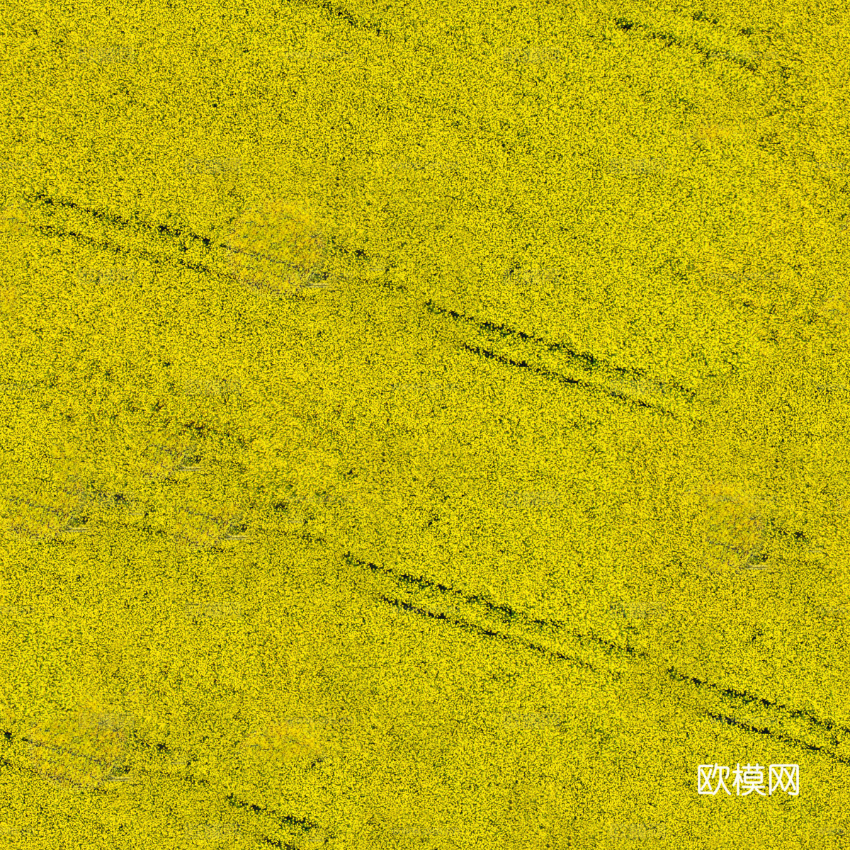 农田油菜花田168下载