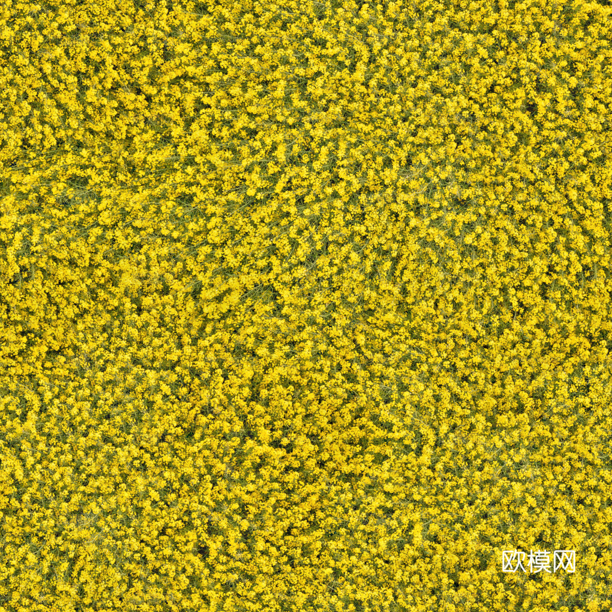 农田油菜花田199下载