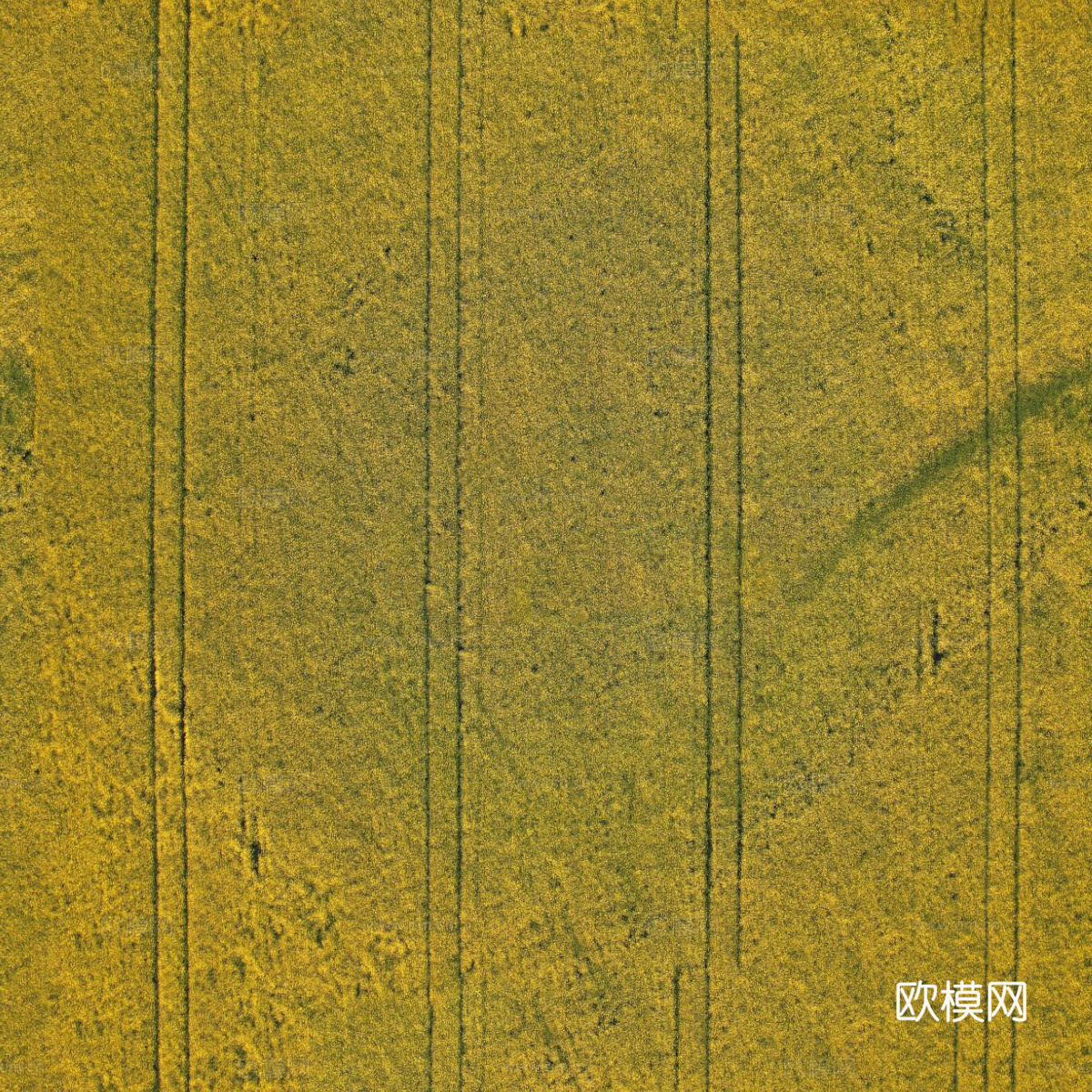 农田油菜花田145