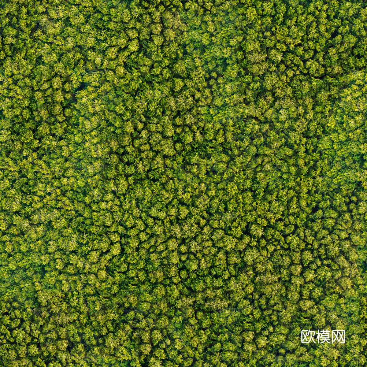 森林树林俯视图7